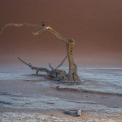 Lonely bird at Sossusvlei desert in Namibia