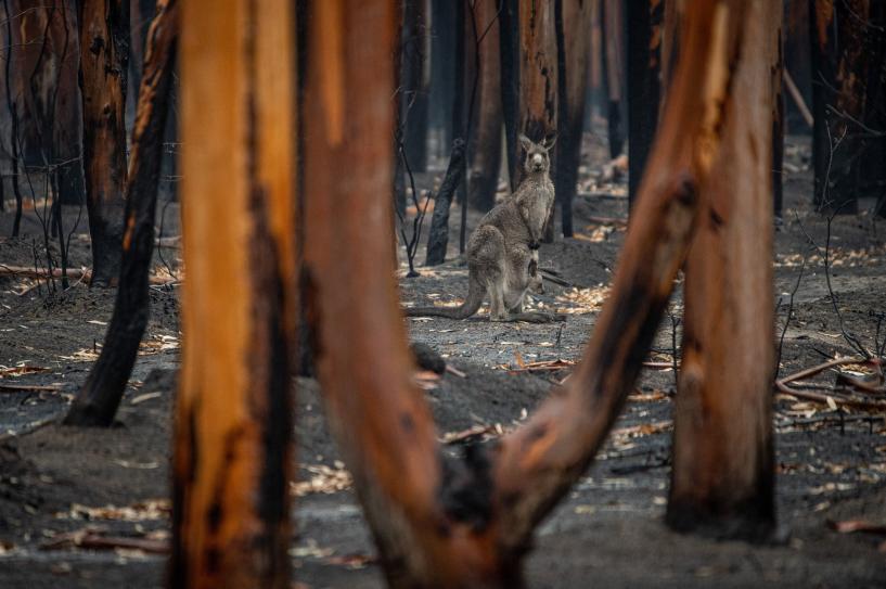 A kangaroo and her joey who survived the forest fires in Mallacoota, Australia